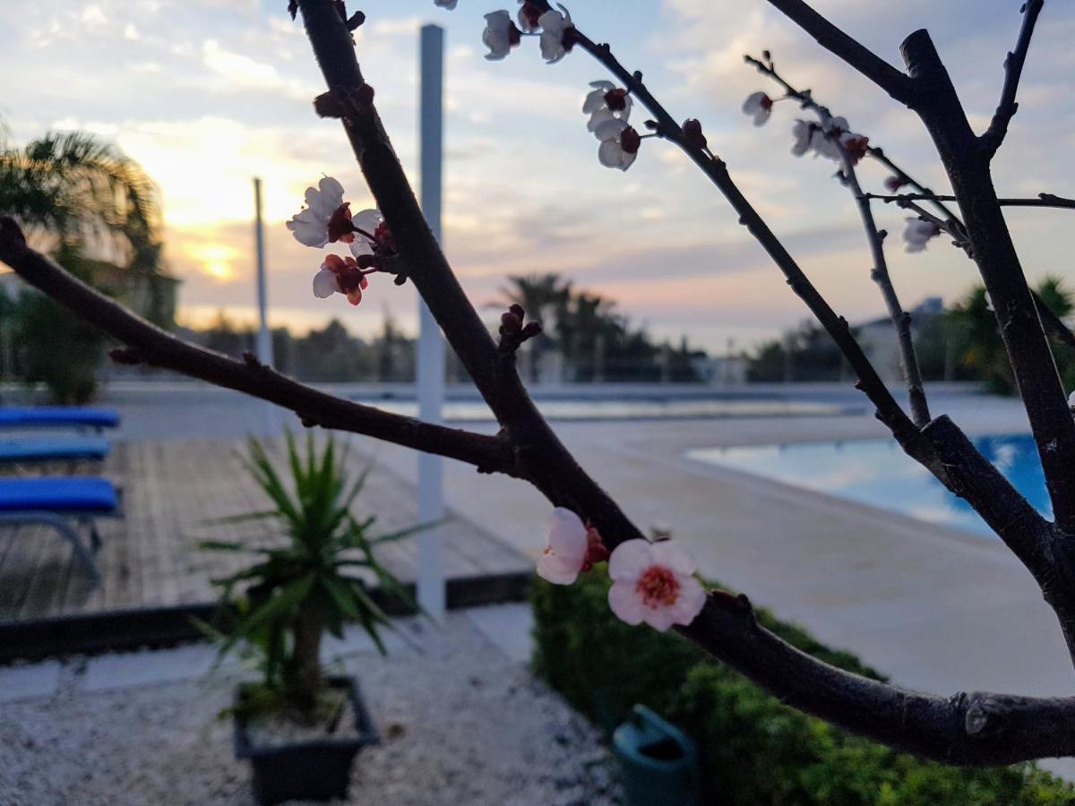 Villa Verdi: Luxury Villa With Private Pool Peyia Exterior foto